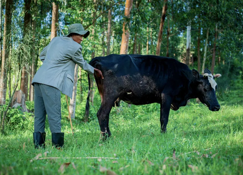 The Zoonotic Ballot: Why 2026 Will Decide Who Speaks for the Diseases That Cross Species Lines