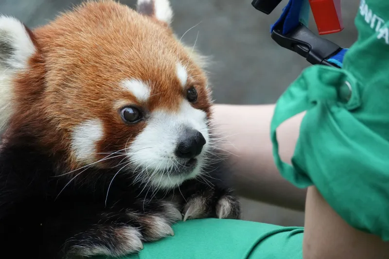 Built for Beagles, Broken for Bears: How America's Veterinary Regulatory Framework Is Failing Exotic and Wildlife Practitioners
