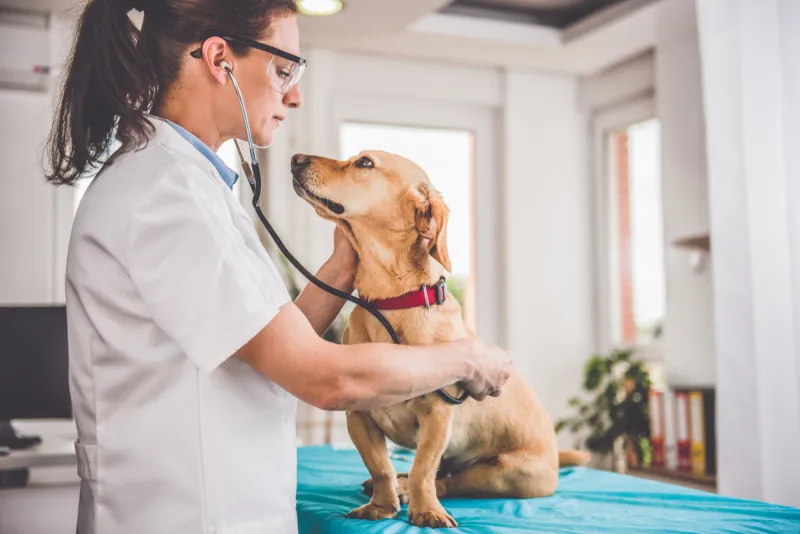 Contracts of Silence: How Corporate Veterinary Employers Are Muzzling Clinical Professionals