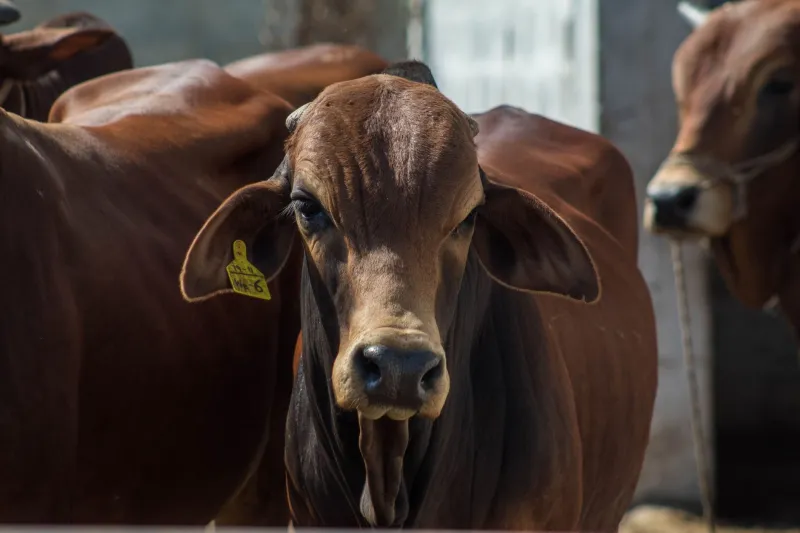 Feed Directives, Fractured Relationships: How Federal Antibiotic Rules Are Redrawing the Map of Food Animal Practice