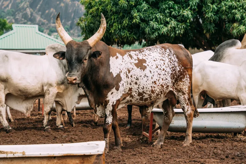 The Price of Commitment: How Crushing Debt and Collapsing Rural Markets Are Draining the Food Animal Veterinary Workforce