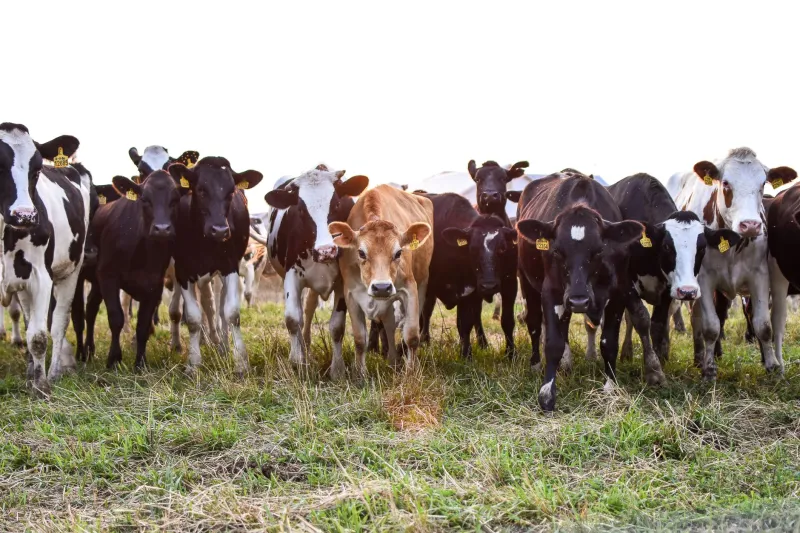 Vanishing Practitioners, Vulnerable Farms: The Rural Veterinary Crisis Reshaping U.S. Food and Livestock Policy