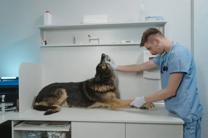 The Technician Frontier: Navigating the High-Stakes Policy Debate Over Expanded Veterinary Tech Scope of Practice