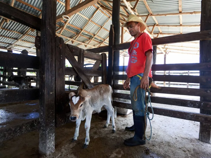 When the Medicine Cabinet Goes Empty: How Drug Access Regulations Are Leaving Livestock Producers Behind