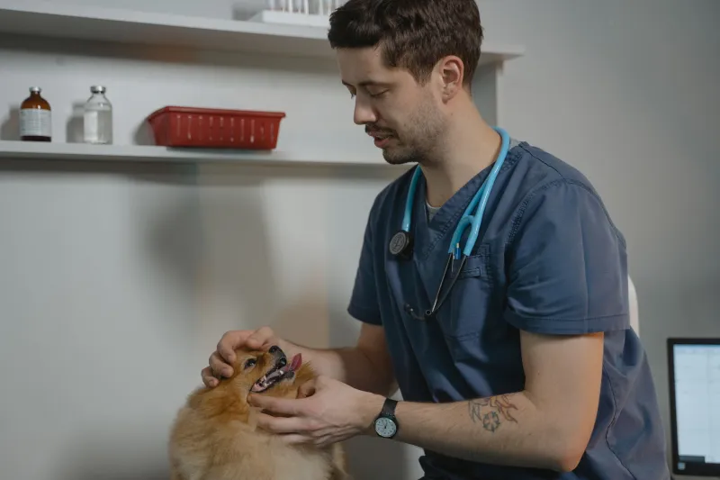 Every Dollar Counts: How Veterinary PAC Contributions Are Quietly Redirecting Congressional Attention Toward Animal Health