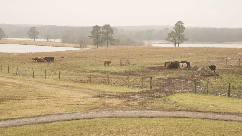America's Veterinary Workforce Crisis Is a Public Health Emergency That Washington Refuses to Name